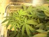 grow pics 22-26-2011 009.jpg