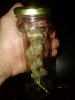 Fridays bud after initial drying in at 9g..jpg