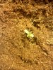 N.Lights Seedling.jpg