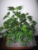 sour-diesel-style-plant-day10.jpg