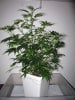 sour-diesel-style-plant.jpg