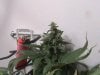 7 weeks flower mary lsd 033.JPG