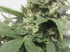 7 weeks flower mary lsd 037.JPG