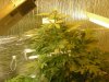 grow pics update 3-1-2011 029.jpg