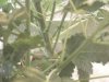 grow pics update 3-1-2011 037.jpg