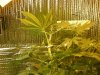 grow pics update 3-1-2011 032.jpg