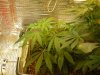 grow pics update 3-1-2011 006.jpg