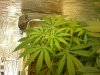 grow pics update 3-1-2011 016.jpg