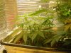 grow pics update 3-1-2011 012.jpg