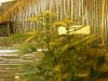 grow pics update 3-1-2011 028.jpg