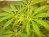 grow pics update 3-1-2011 013.jpg