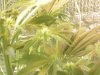 grow pics update 3-1-2011 019.jpg