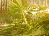 grow pics update 3-1-2011 034.jpg