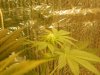 grow pics update 3-1-2011 020.jpg