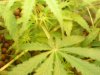 grow pics update 3-1-2011 014.jpg