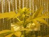 grow pics update 3-1-2011 008.jpg