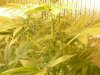 grow pics update 3-1-2011 010.jpg