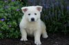 White German Shepherd Dog.JPG