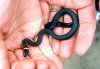 38428440_RingneckSnake.jpg