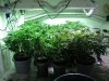 Veg Room Still Full.jpg