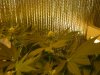 grow pics update 3-4-2011 006.jpg