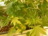 grow pics update 3-4-2011 003.jpg