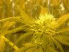 grow pics update 3-4-2011 016.jpg