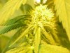 grow pics update 3-4-2011 015.jpg