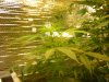 grow pics update 3-4-2011 010.jpg