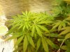 grow pics update 3-4-2011 011.jpg