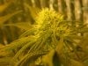 grow pics update 3-4-2011 017.jpg