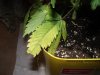 my frist grow 020.jpg