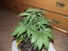 my frist grow 017.jpg