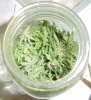 Fresh Trim Hash Oil Jar Top.jpg