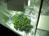 growroom!!! 048.jpg