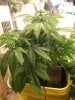 my frist grow 003.jpg