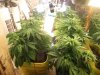 my frist grow 001.jpg