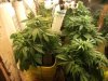 my frist grow 004.jpg