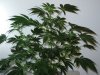 skywalker-bush-day15.jpg