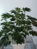 big-plant-skywalker-day15.jpg