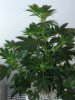 small-plant-skywalker-day15.jpg