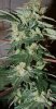 God Bud-53DAYSm3810c.jpg