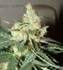 God Bud-53DAYSm3810b.jpg