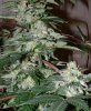 God Bud-53DAYSm3810d.jpg