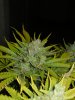 SuperSkunk 06-03-2011 04-30-01.jpg