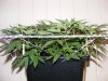 110218 MB 4 way SCROG C.jpg