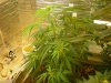 grow pics update 3-10-11 006.jpg