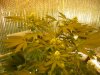 grow pics update 3-10-11 001.jpg