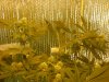 grow pics update 3-10-11 012.jpg