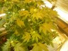 grow pics update 3-10-11 003.jpg